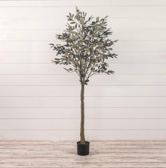 6’ Olive Tree in Black Pot
