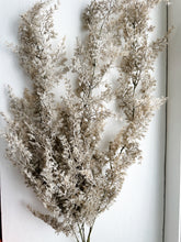 Floral - Monterey Cypress Hanging Bush