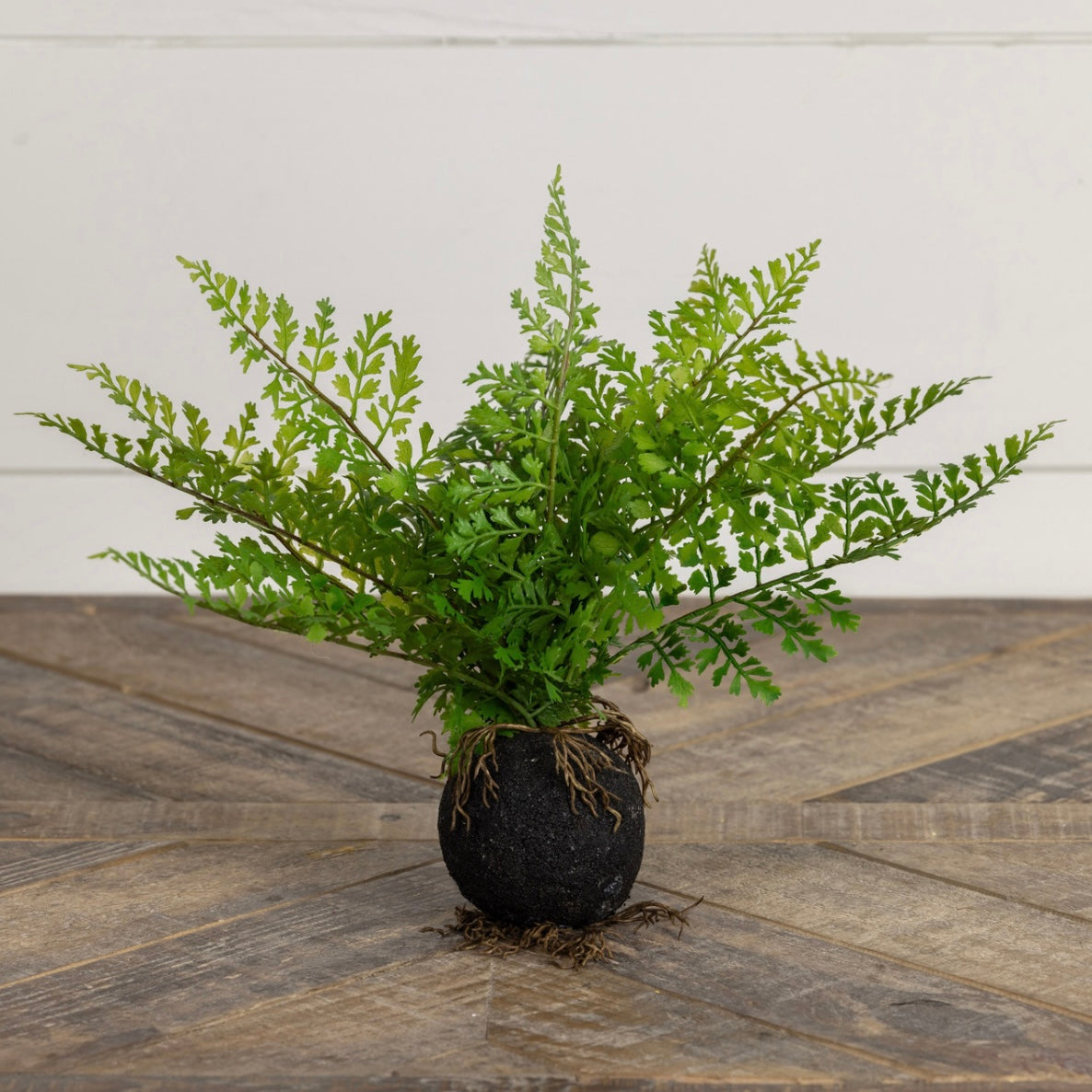 10” Fern with Rooted Ball