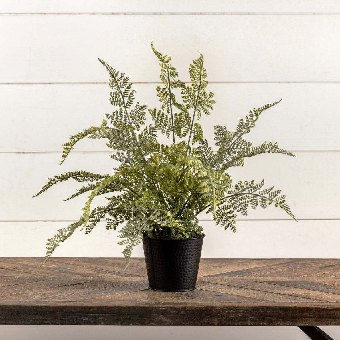 19” Potted Lace Fern