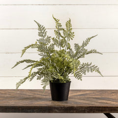 19” Potted Lace Fern