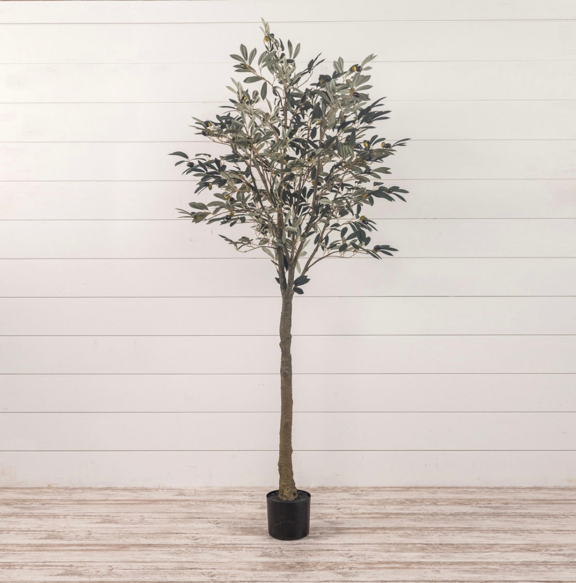 6’ Olive Tree in Black Pot