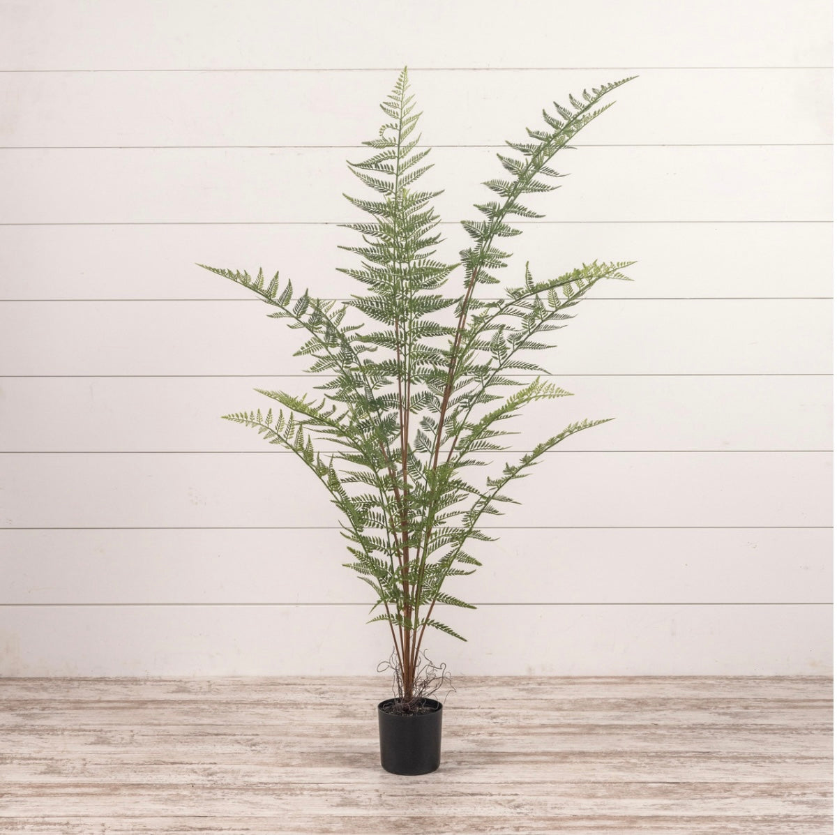 59” Fern Tree in Black Pot