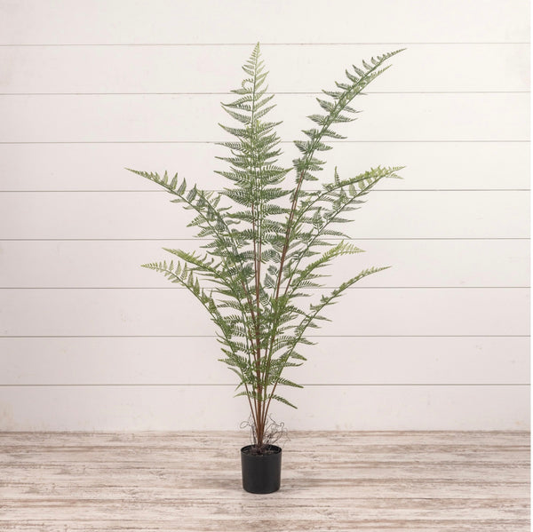 【Tree fern】 59” Fern Tree in Black Pot – Upstate Roots Collection