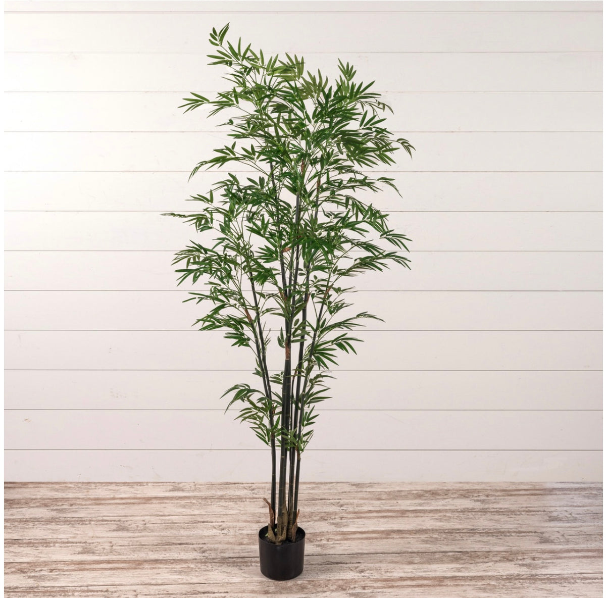 7’ Mini Bamboo Tree in Black Pot