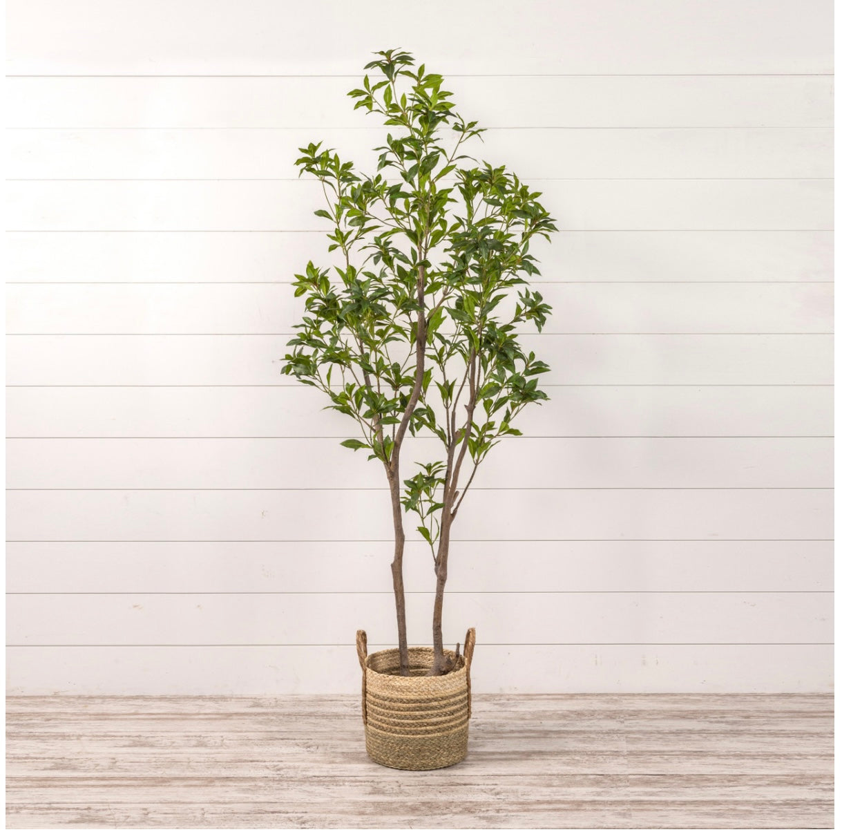 6.75” Laurel Leaf Tree in Black Pot