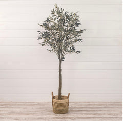 6’ Olive Tree in Black Pot