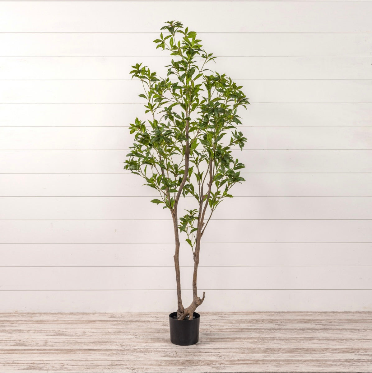 6.75” Laurel Leaf Tree in Black Pot