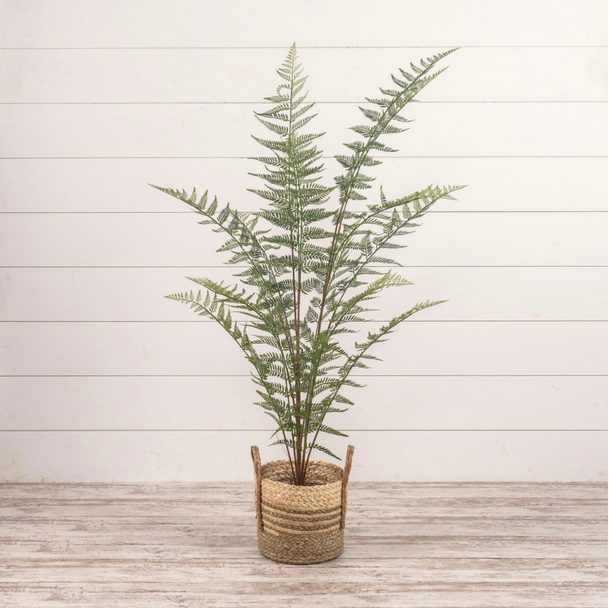 59” Fern Tree in Black Pot